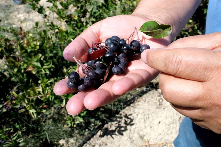 Mersin'de yetiştirilen aronyanın hasadı başladı