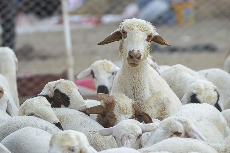 Küçükbaş hayvancılığa desteklerin artırılması istendi