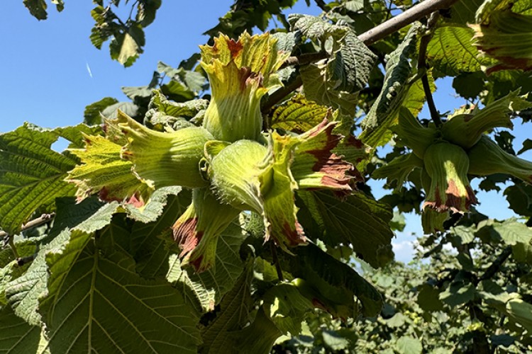 Fındıkta örnek bahçeler de randıman da artıyor