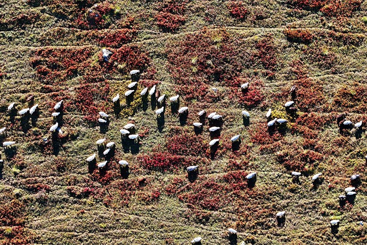 Tarihi kervan yolundaki "Ağaçbaşı Turbalığı"nda sonbahar