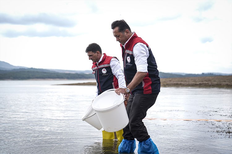 İstanbul'da 3 milyon 700 bin sazan yavrusu göletlere bırakıldı