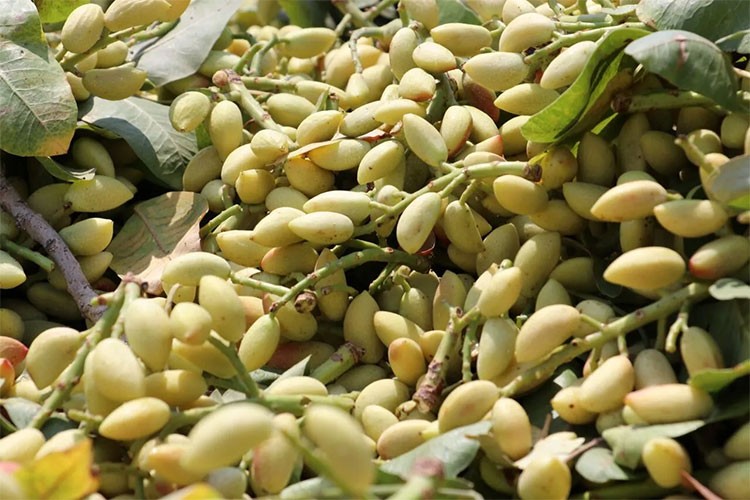 Suriye'den Antep fıstığı ithalatı için çalışmalara başlandı