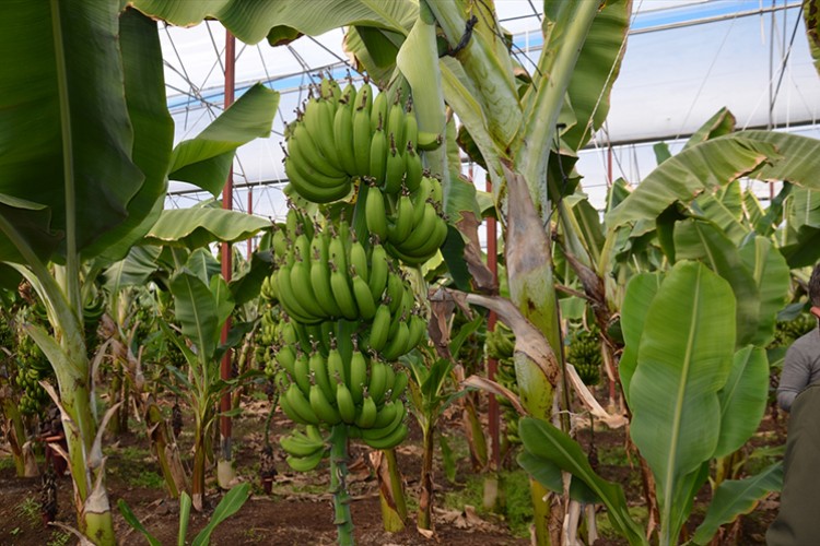 Muz üretimi 3,5 kat arttı