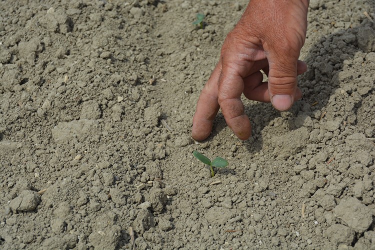 Kırkağaç kavununa denetim