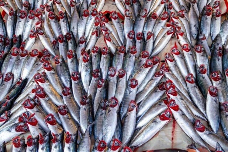 Bu sezon denizlerde palamut bolluğu yaşandı