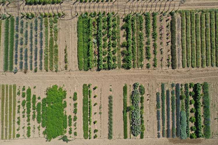 Tıbbi ve aromatik bitkiler Edirne'nin tarımsal üretimini çeşitlendiriyor