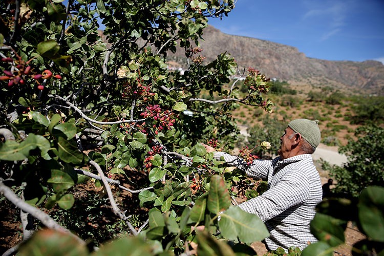 Toroslar'da yetiştirilen Antep fıstığı mahallenin gelir kaynağı oldu