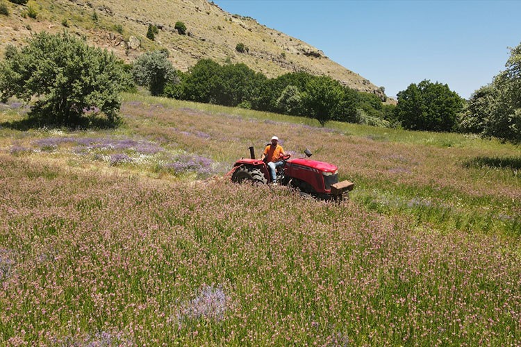 Tarımsal üretim planı ile yetiştirilen ürünlerin ilk hasadı yapıldı