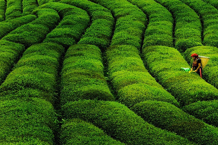 Rize'nin 8 aylık çay ihracatı 7,4 milyon dolar oldu