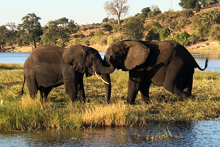 botswana-3