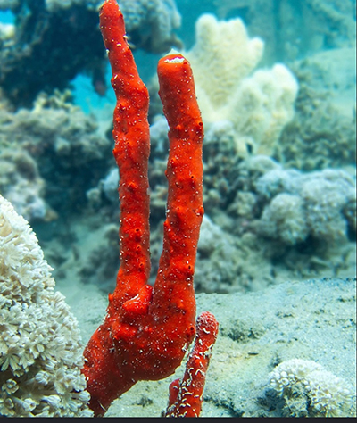 hydra-2