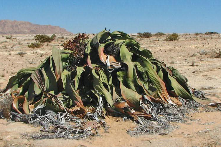 namibia-3